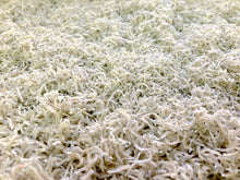 画像をギャラリービューアに読み込む, ちりめん三昧